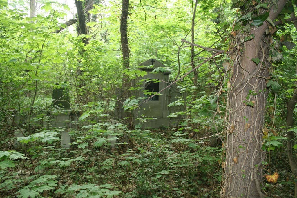 Na zdjęciu groby na cmentarzu wśród bluszczu