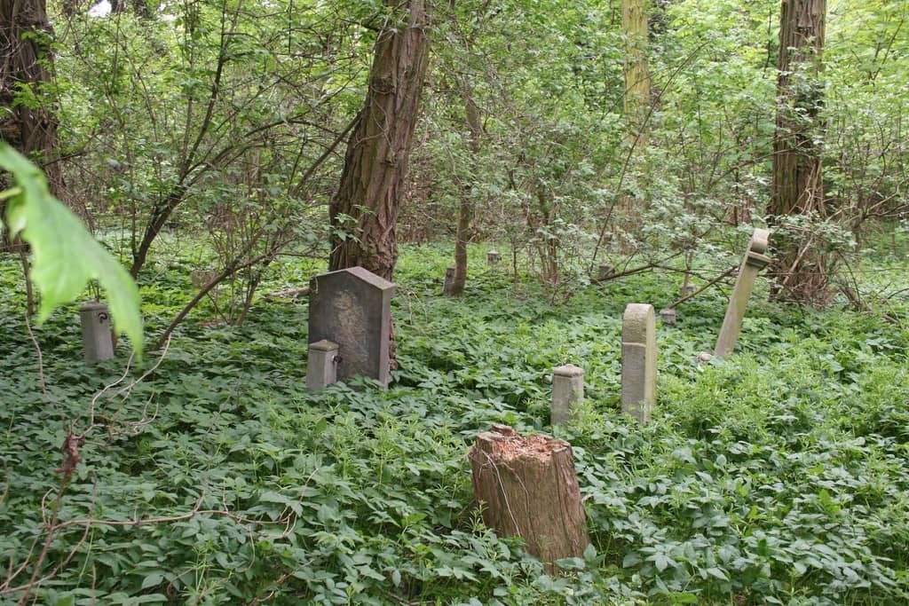 Na zdjęciu groby na cmentarzu wśród bluszczu